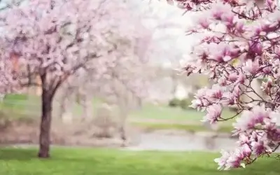 Wyckoff’s Top 10 List of Spring “To Dos”