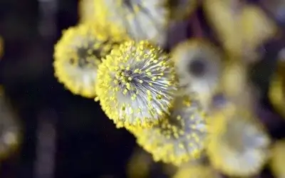 HVAC Tips to Help Alleviate Seasonal Allergies