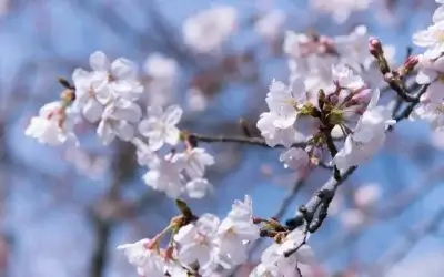 Why Spring Is the Best Time to Schedule Your AC Repairs