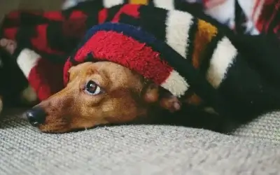 Why Isn’t My Furnace Heating My Home Equally?